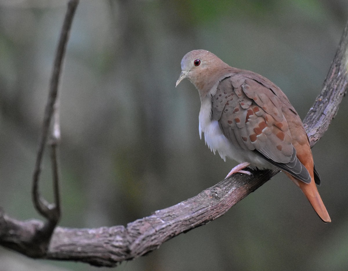 Blue Ground Dove - Jason Vassallo