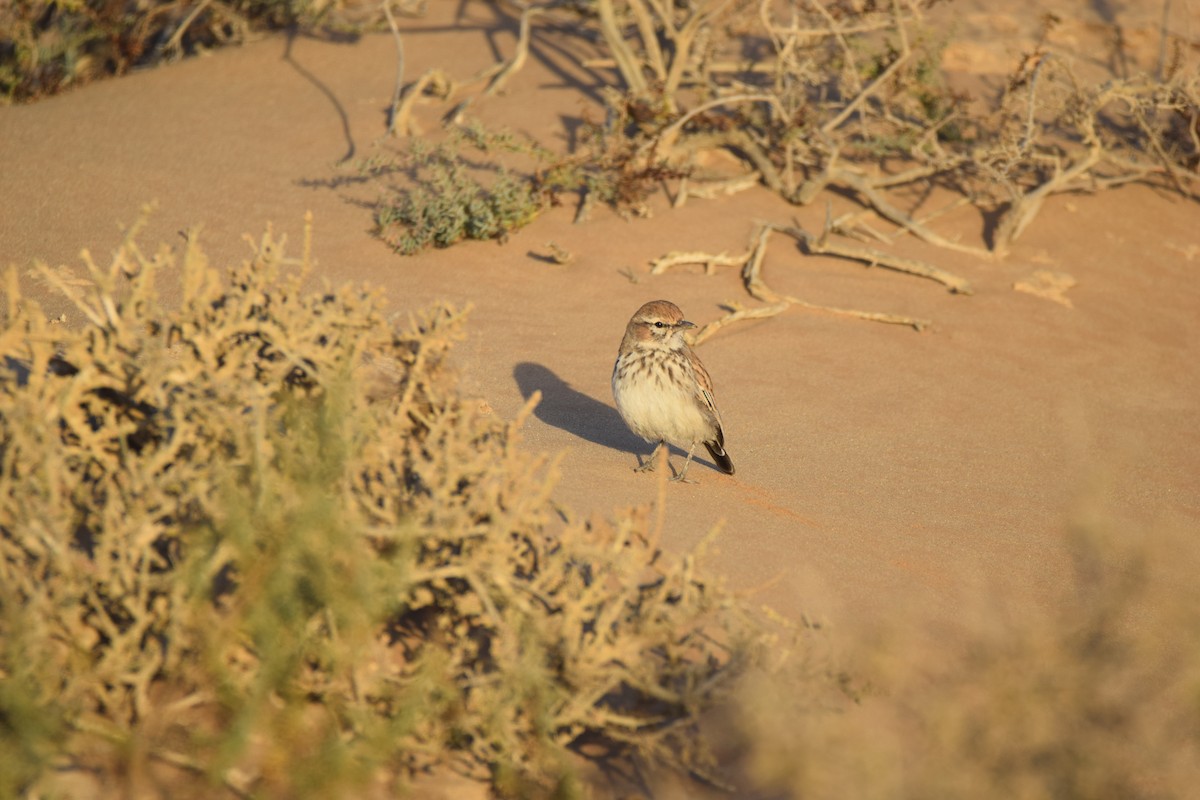 Dune Lark - Ryne Rutherford