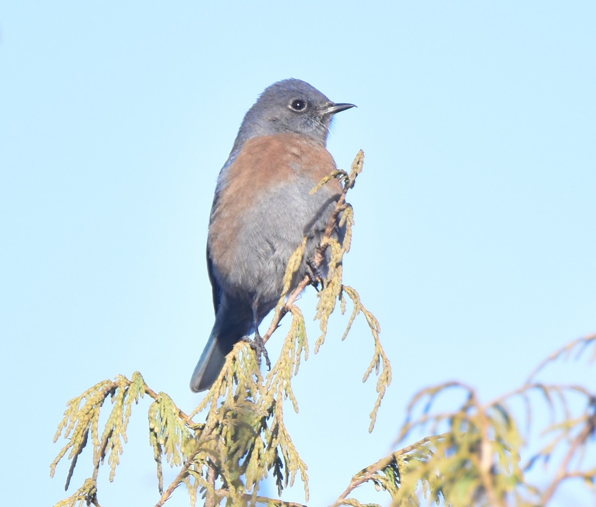 Western Bluebird - Leonardo Guzmán (Kingfisher Birdwatching Nuevo León)