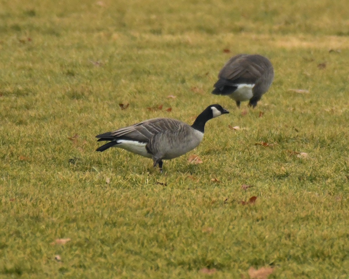 シジュウカラガン（hutchinsii） - ML526368021