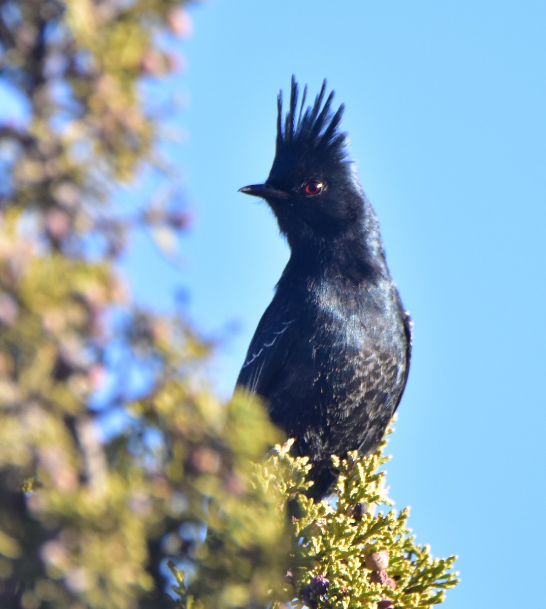 Phainopepla - Leonardo Guzmán (Kingfisher Birdwatching Nuevo León)