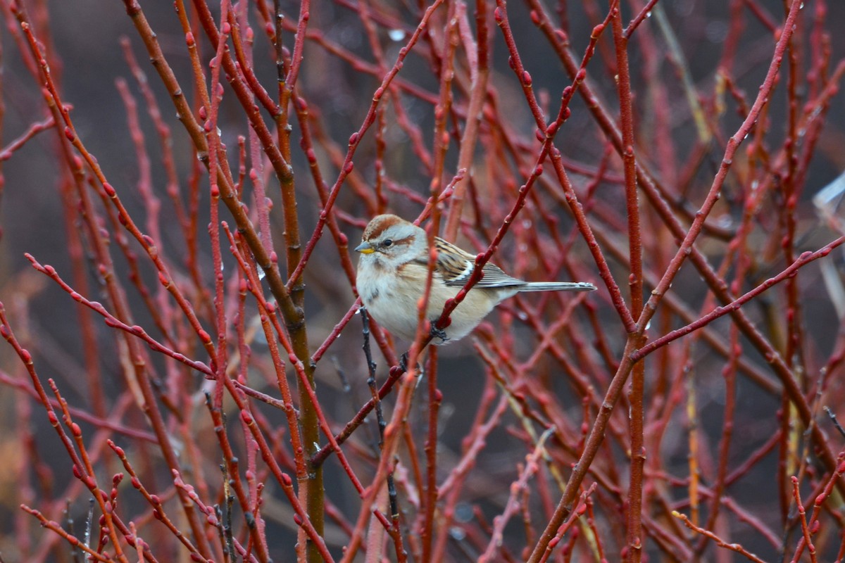 American Tree Sparrow - ML526369651