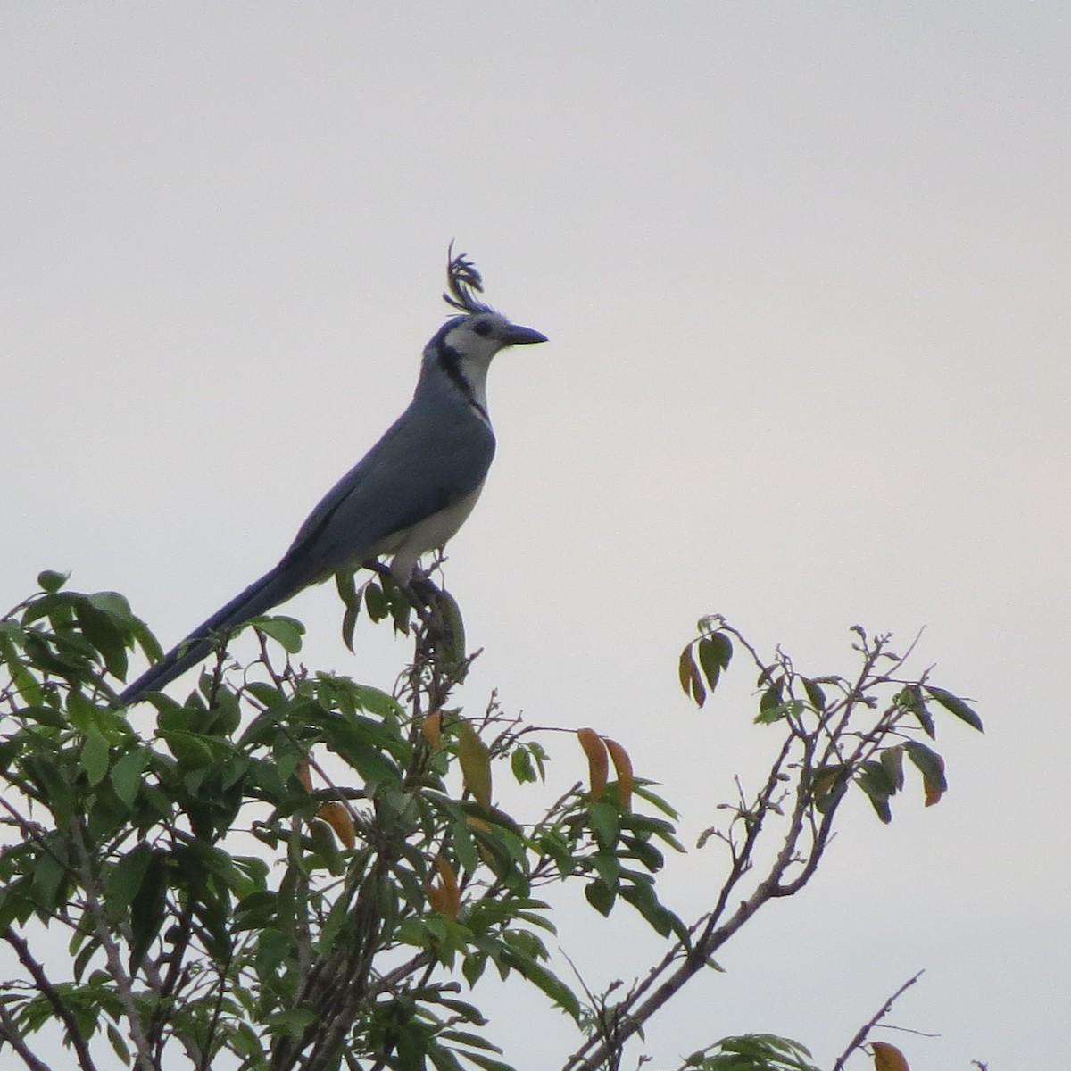 White-throated Magpie-Jay - ML52637121
