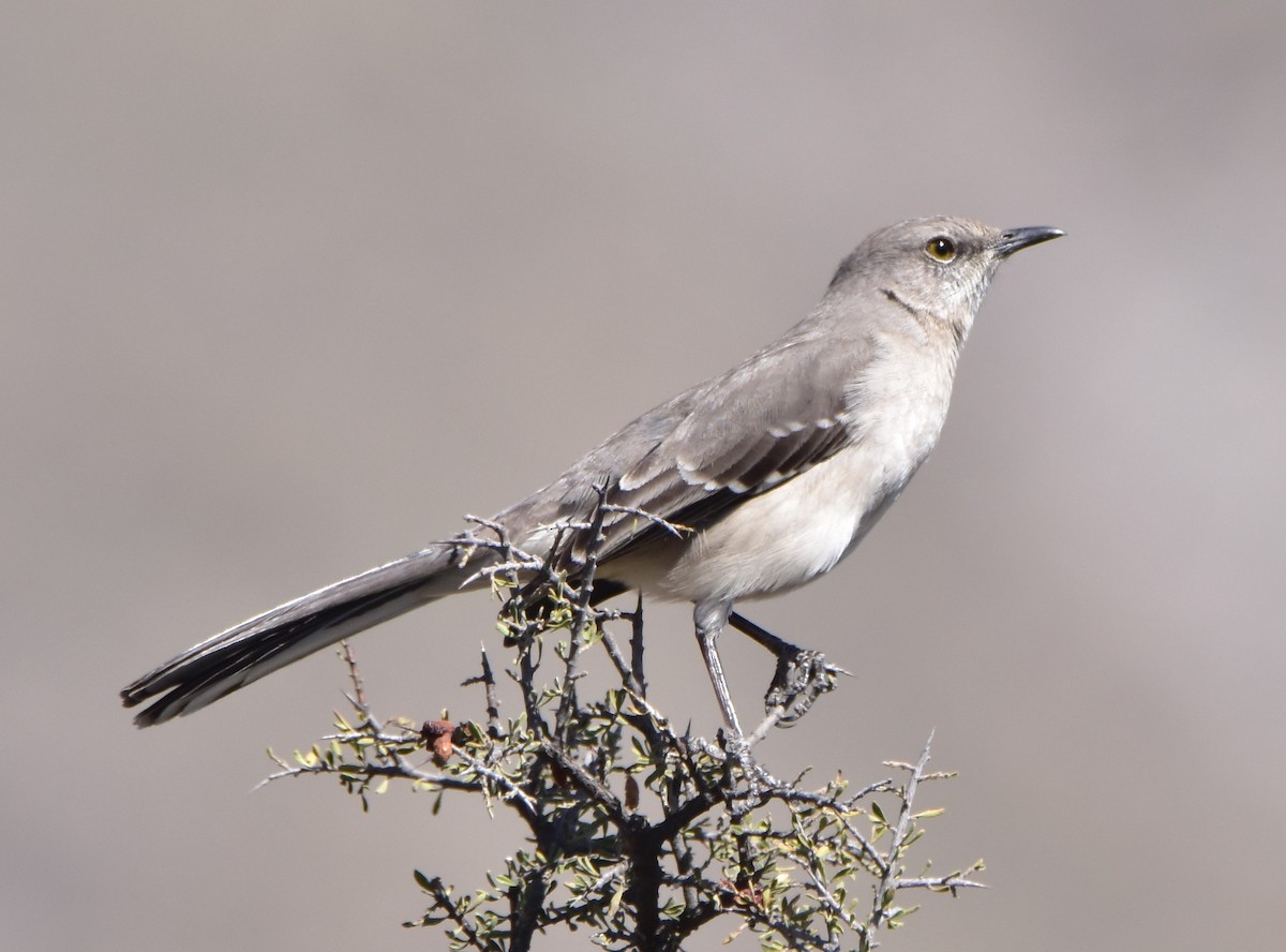 Northern Mockingbird - ML526371251