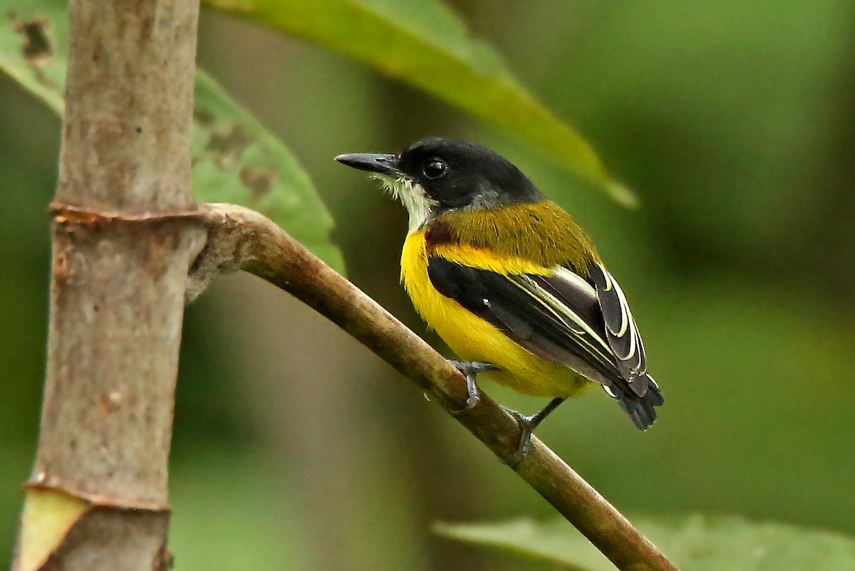 Golden-winged Tody-Flycatcher - ML52637171