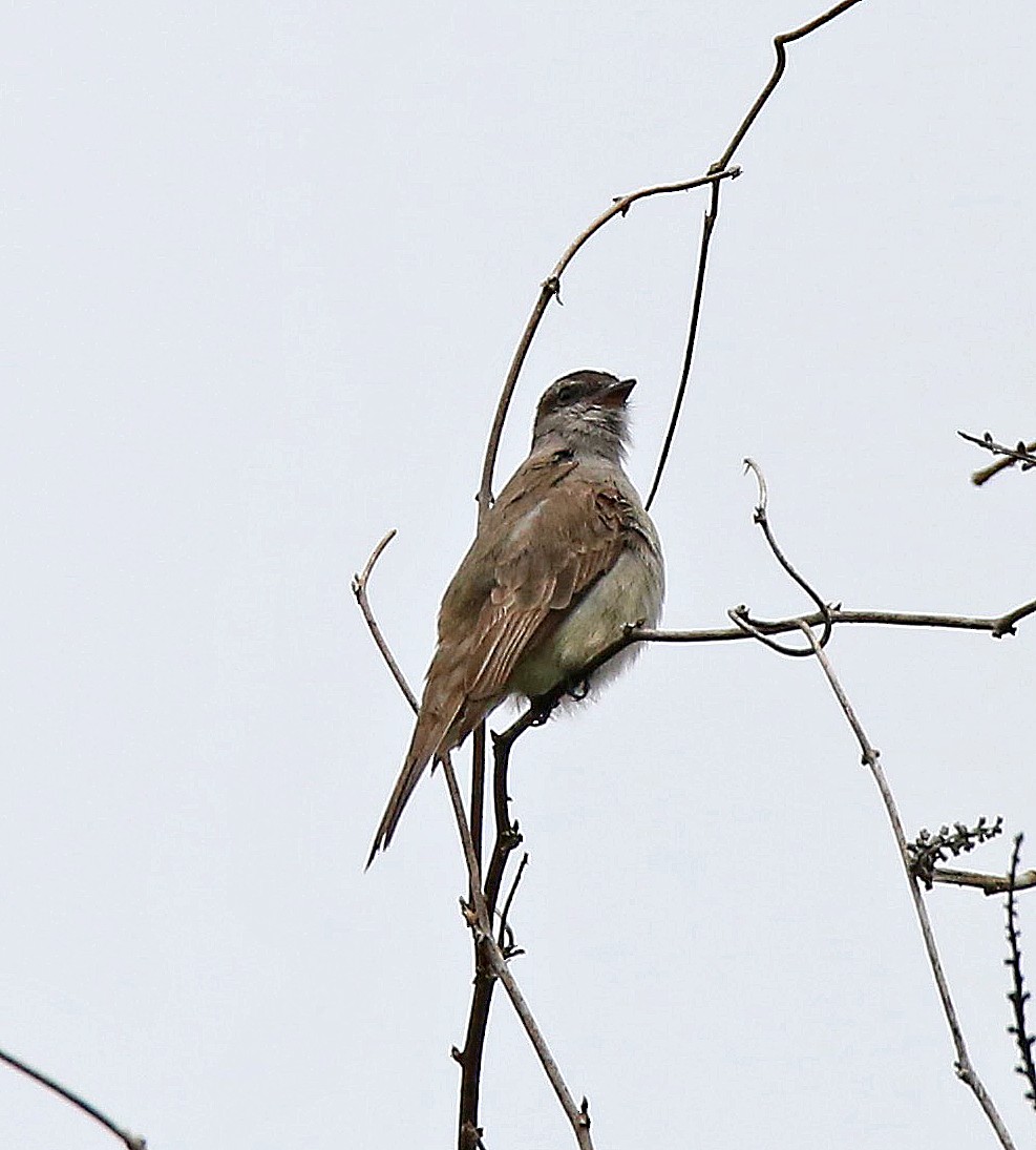 Crowned Slaty Flycatcher - Roger Ahlman