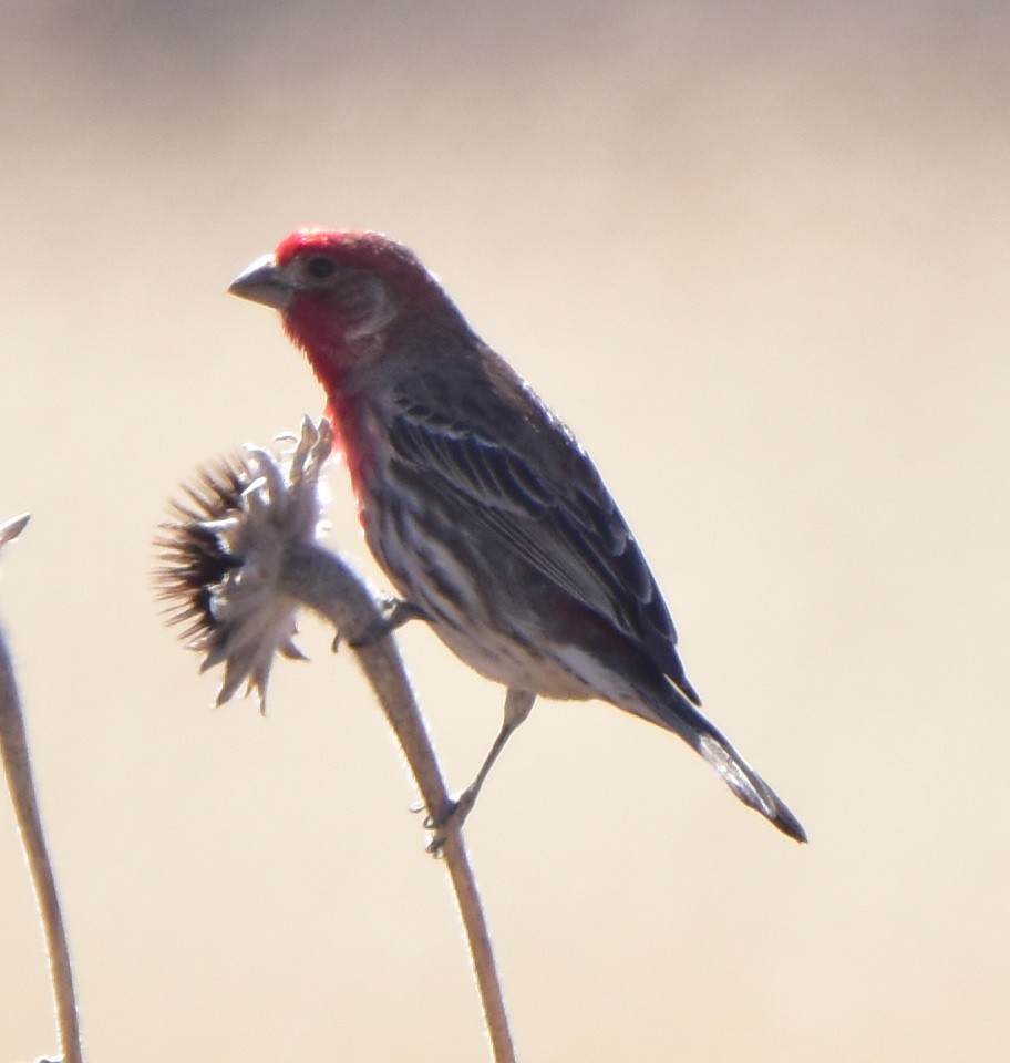 House Finch - Leonardo Guzmán (Kingfisher Birdwatching Nuevo León)