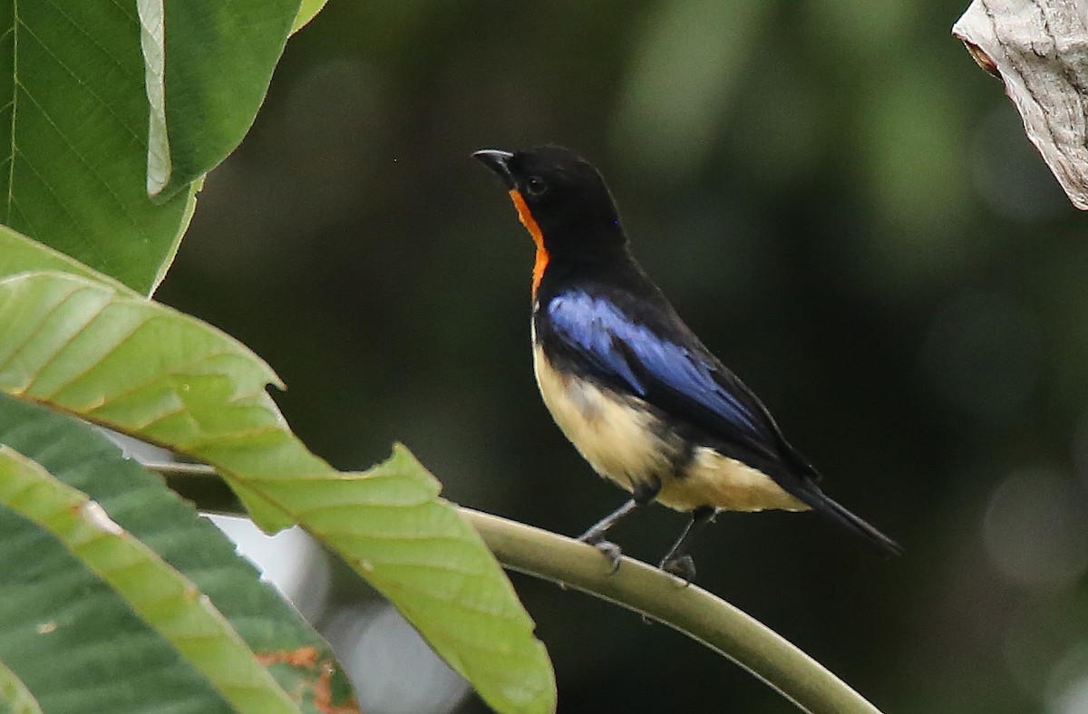 Orange-throated Tanager - Roger Ahlman