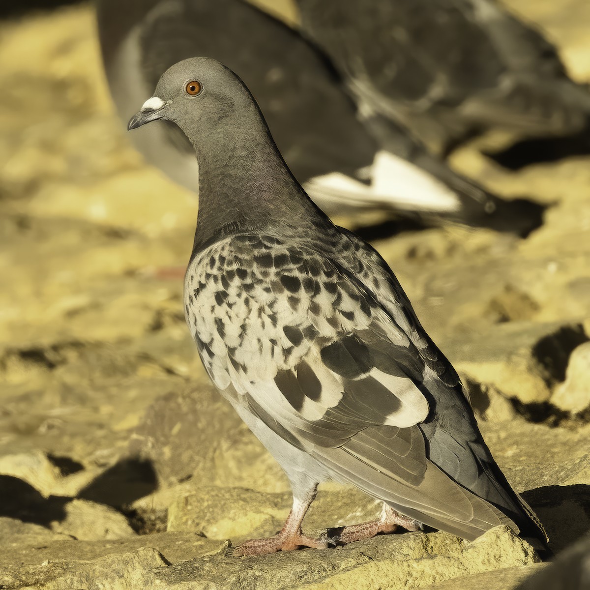 Rock Pigeon (Feral Pigeon) - ML526373561