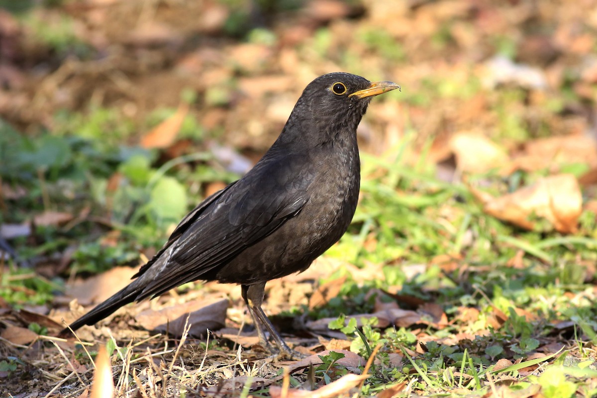 Chinese Blackbird - ML526374191