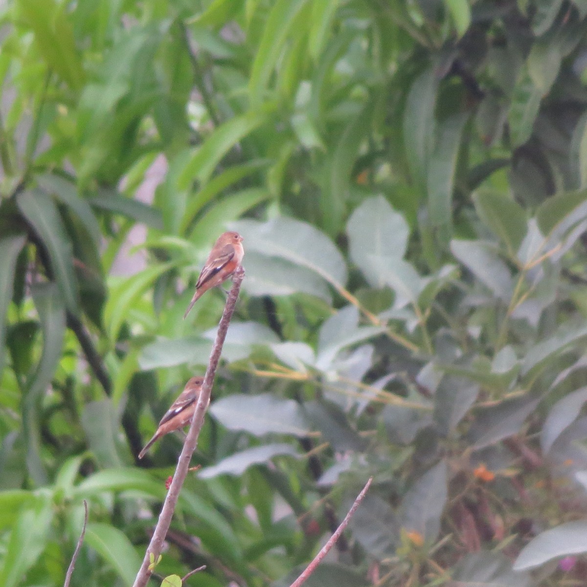 Ruddy-breasted Seedeater - ML52637541