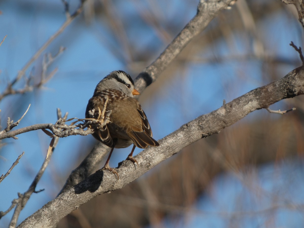 White-crowned Sparrow - Heidi Erstad