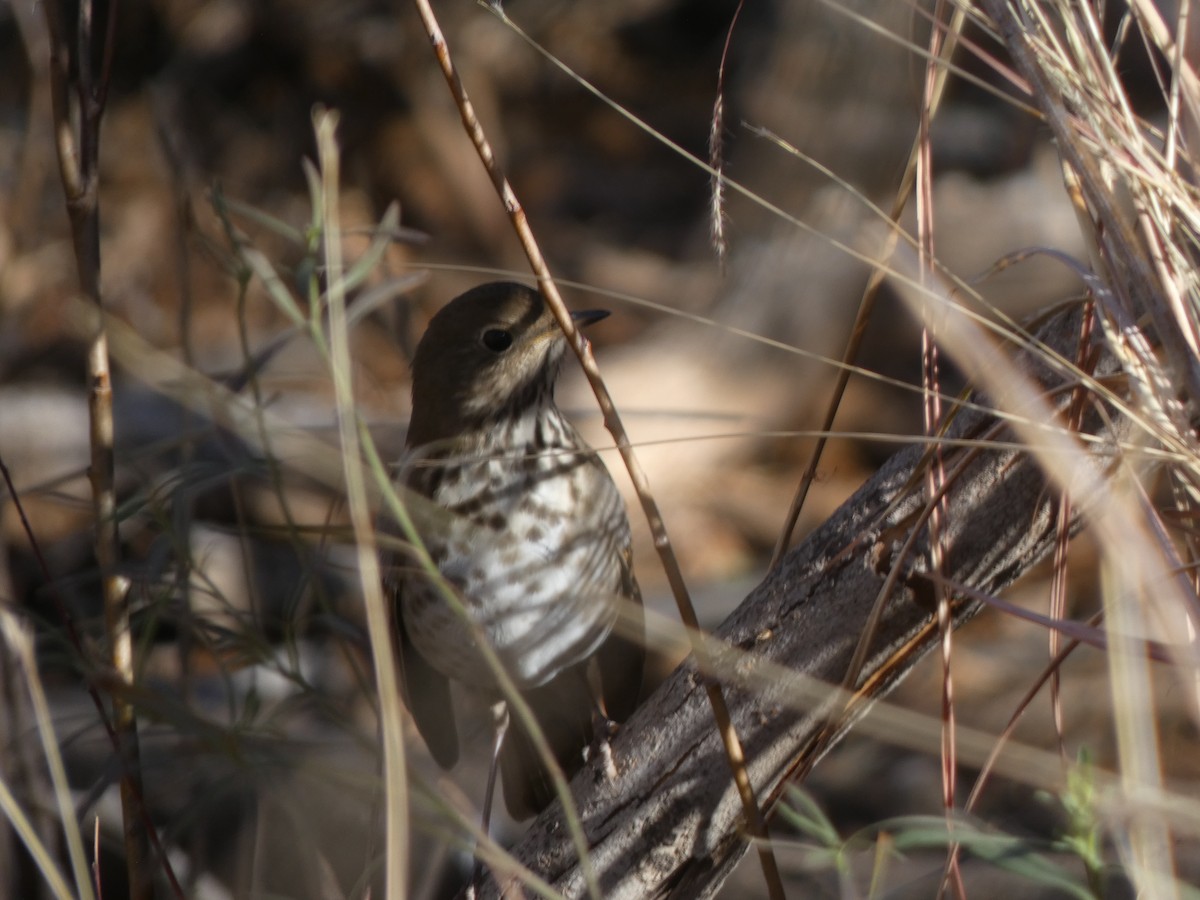 Hermit Thrush - ML526375591