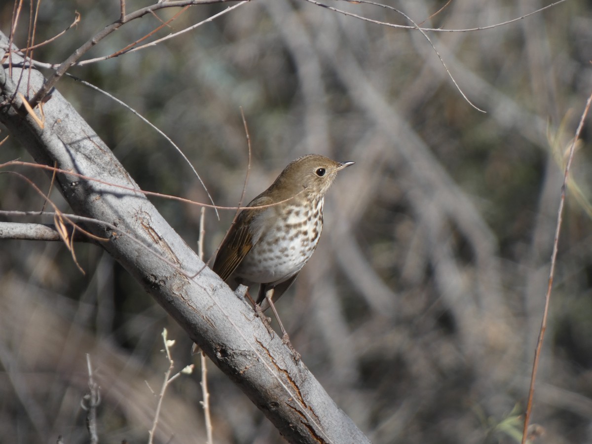 Hermit Thrush - ML526375601