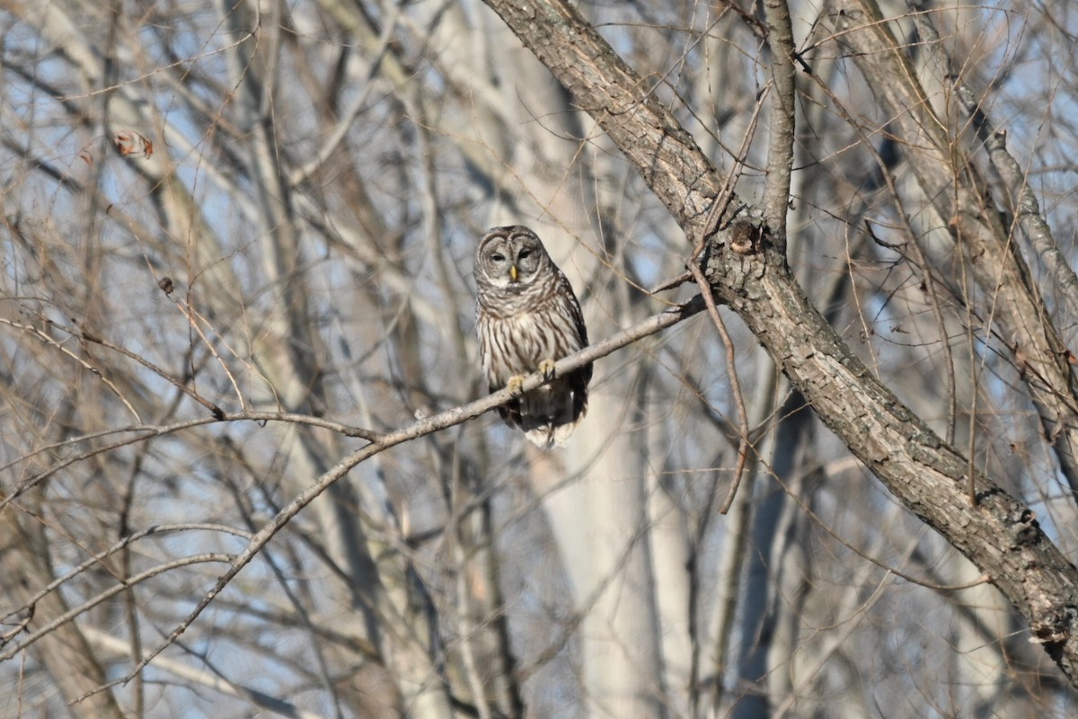 Barred Owl - ML526375991