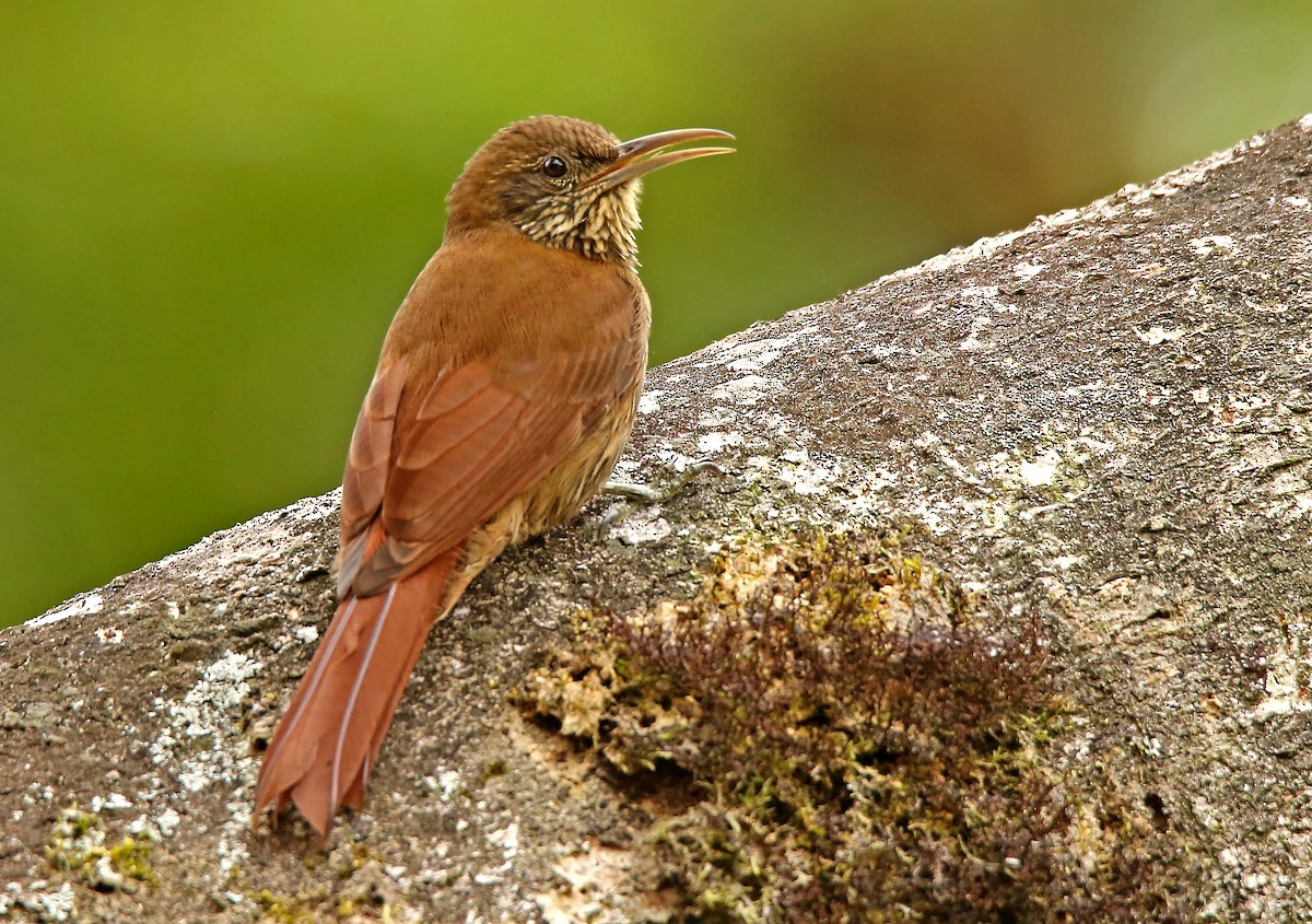 Duida Woodcreeper - Roger Ahlman