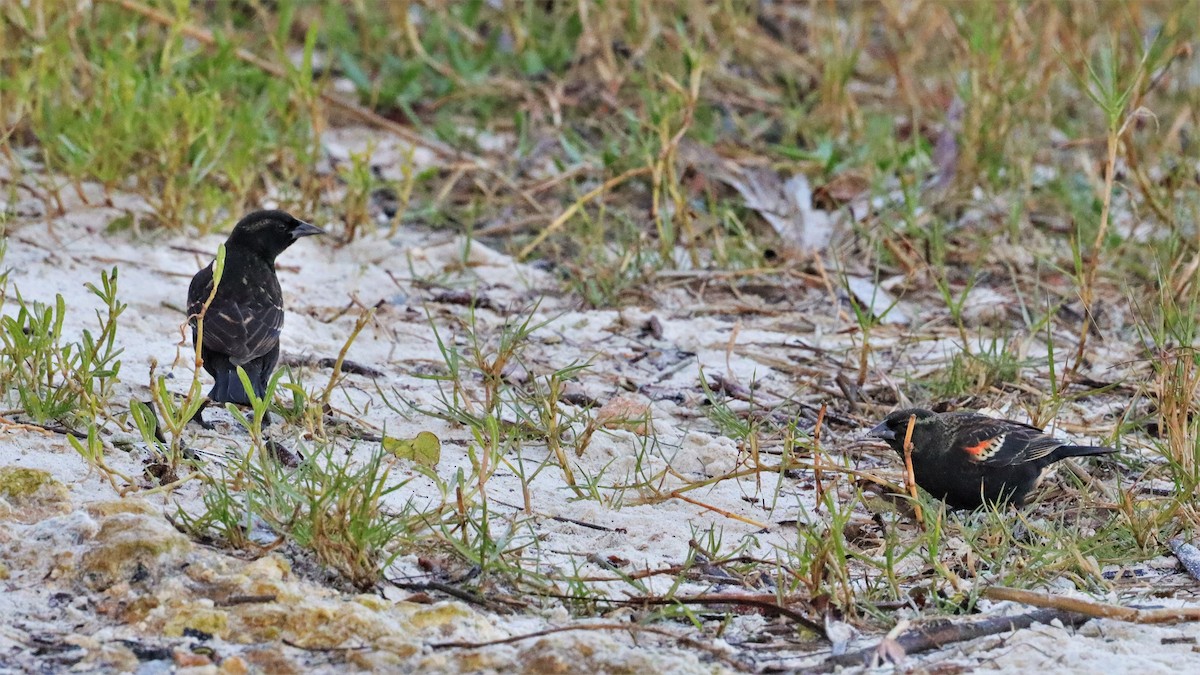 Red-winged Blackbird - ML526376571