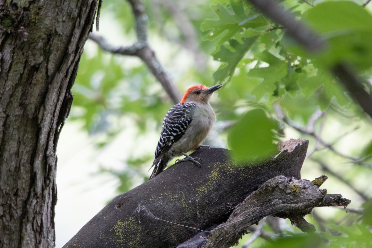 Red-bellied Woodpecker - ML526377431