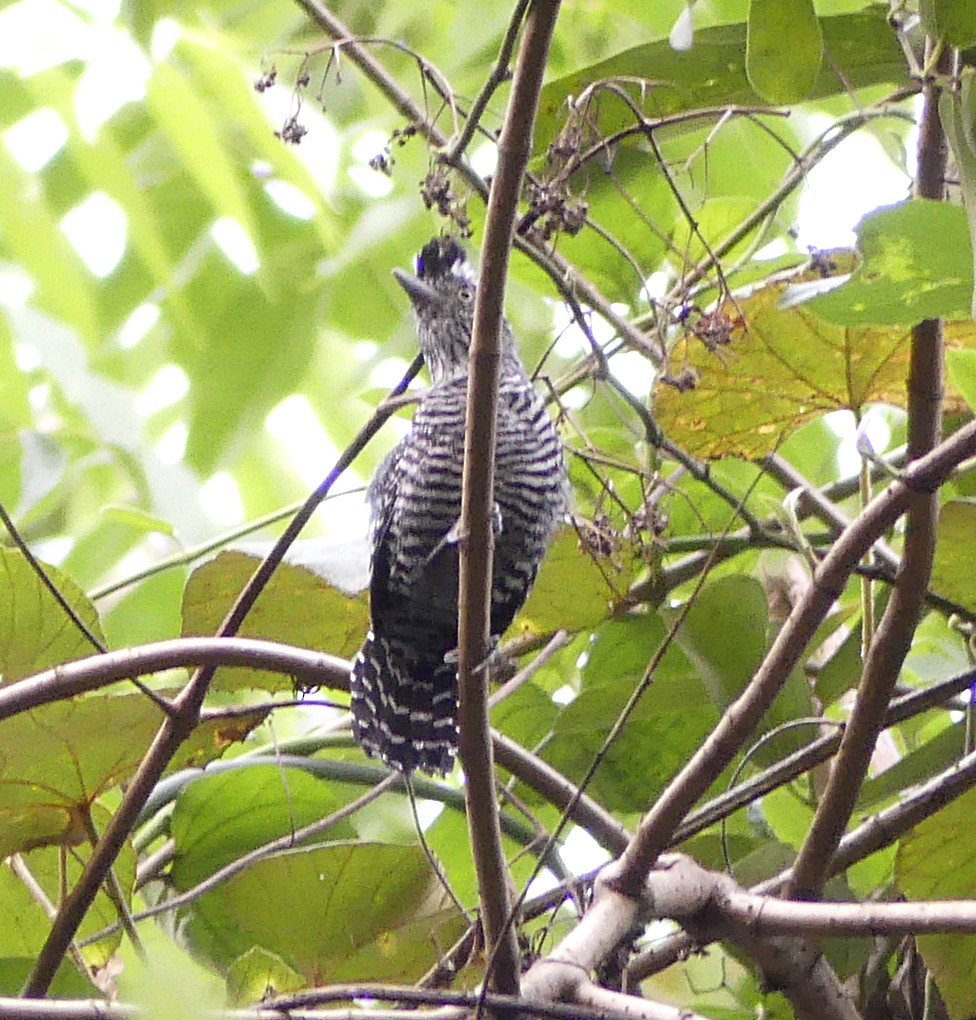 Barred Antshrike - ML52637771