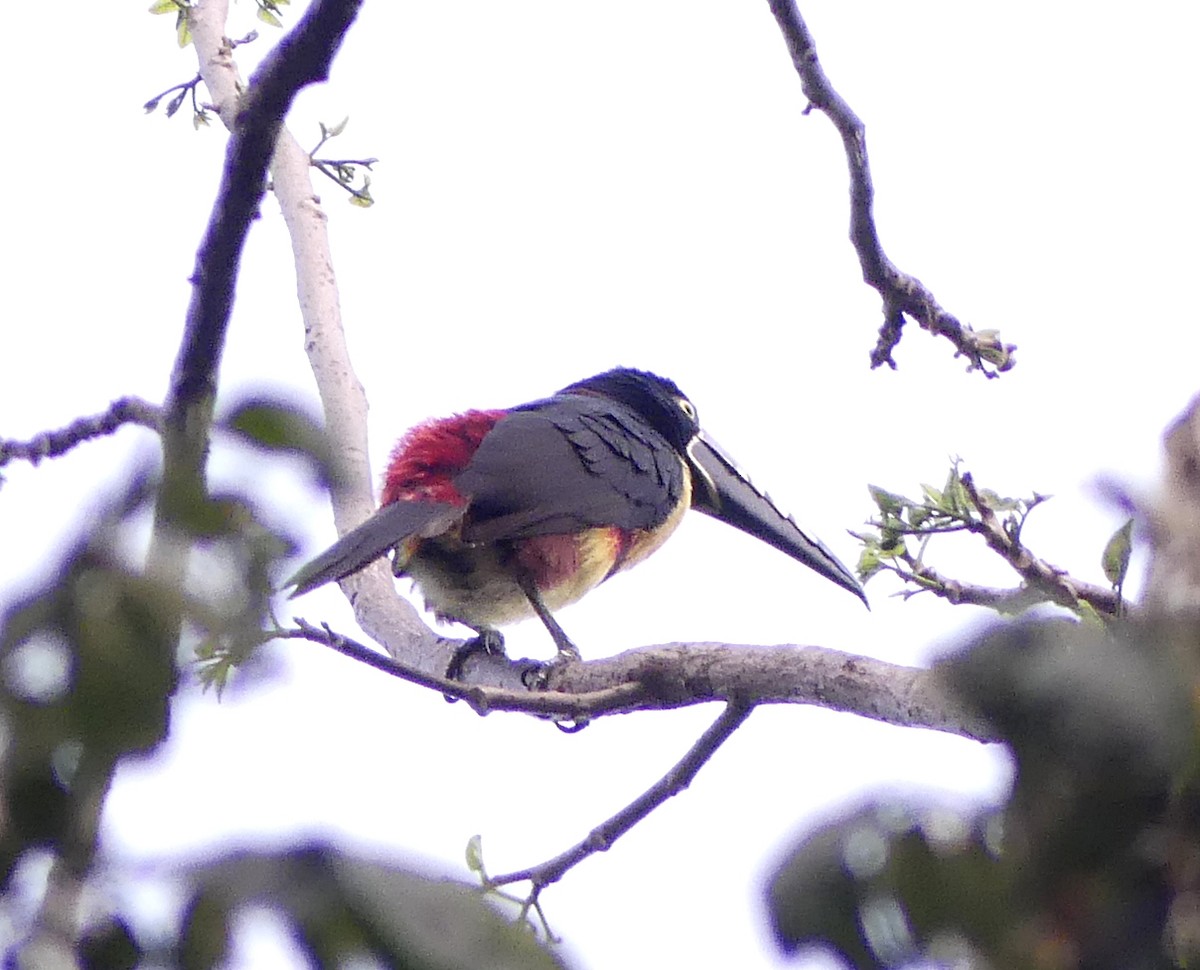 Collared Aracari - ML52637981