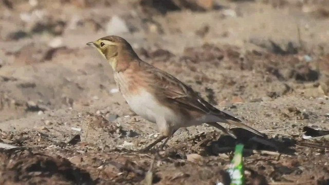 Horned Lark - ML526380201