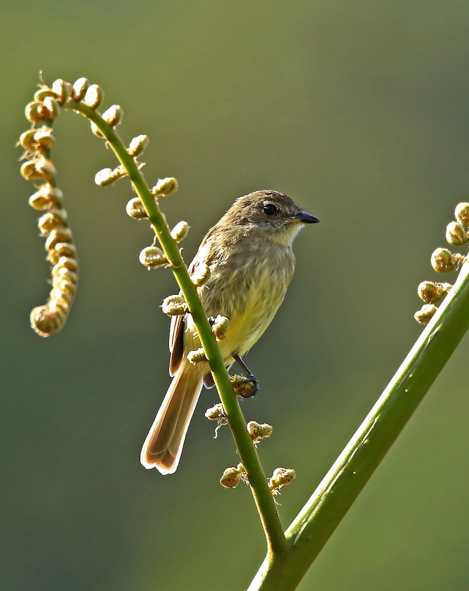 Olive-chested Flycatcher - ML52638091