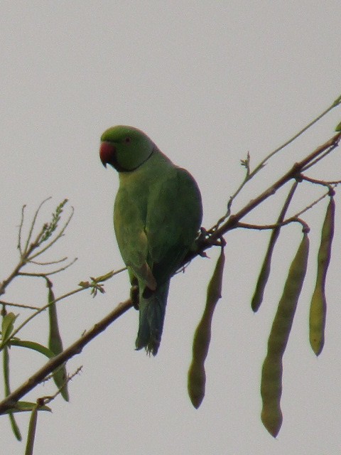 Yeşil Papağan - ML52638101