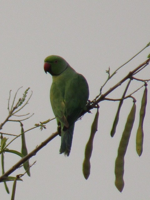 Rose-ringed Parakeet - ML52638101