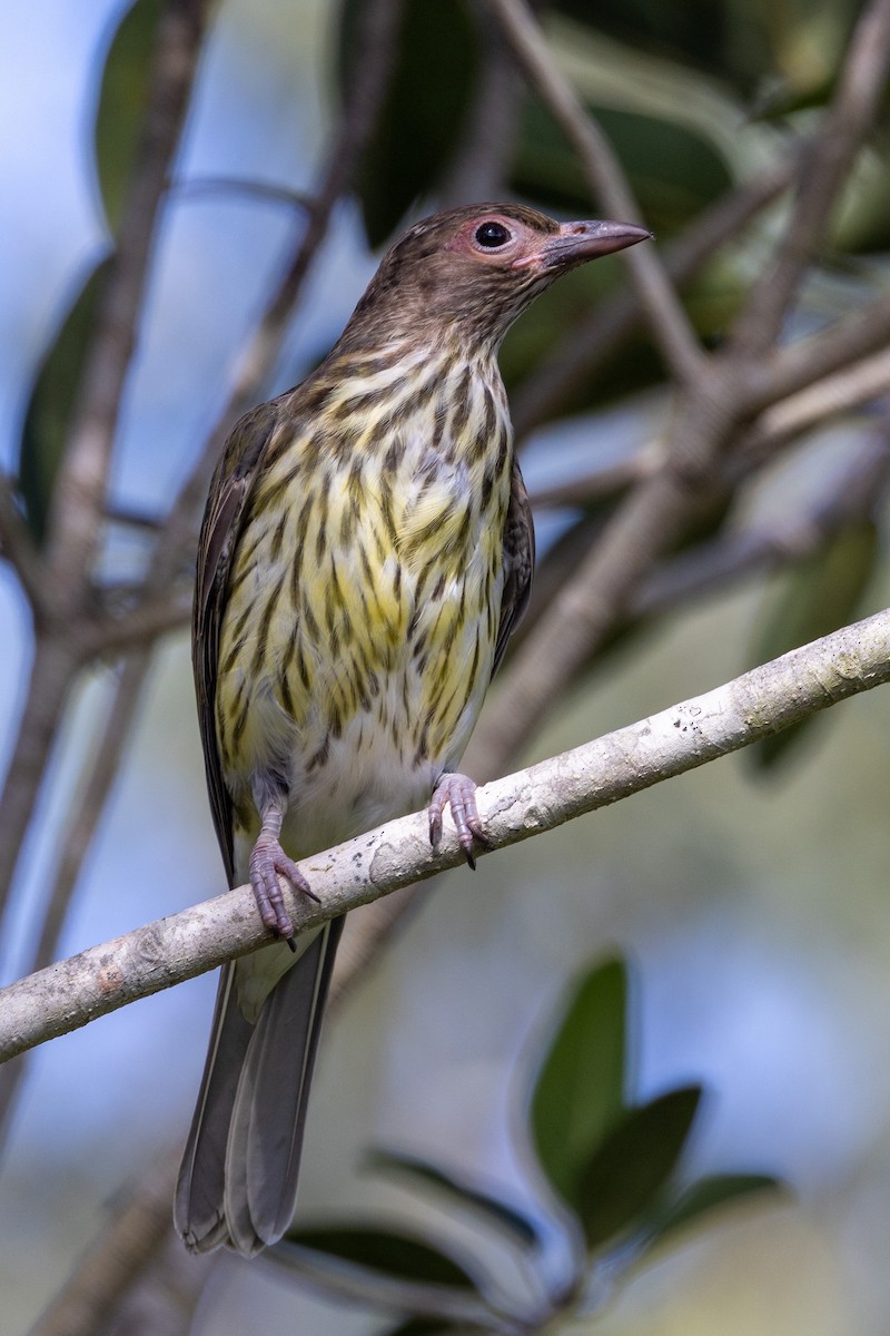 Australasian Figbird - Richard and Margaret Alcorn