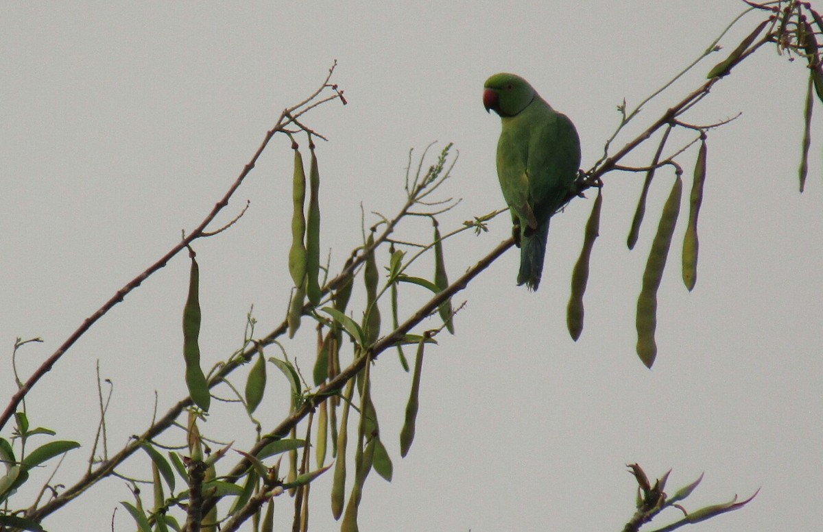 Rose-ringed Parakeet - ML52638161