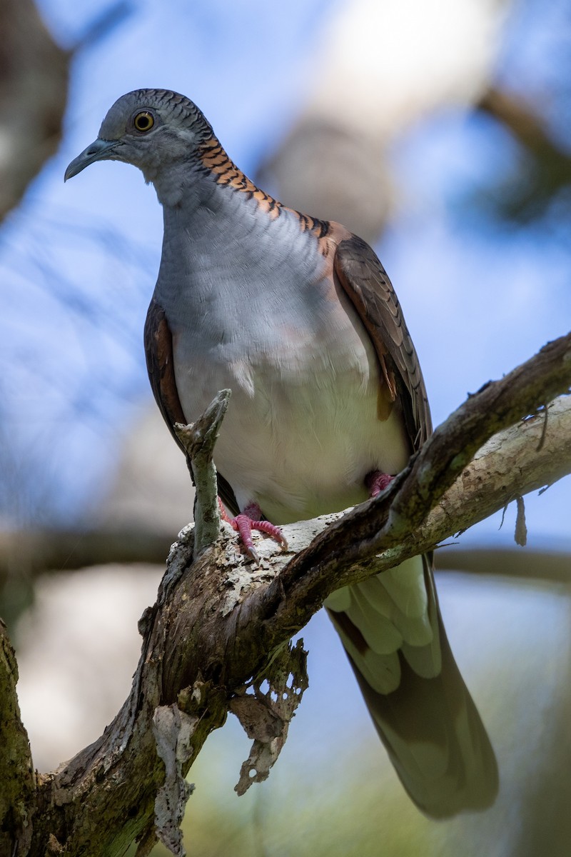 Bar-shouldered Dove - Richard and Margaret Alcorn