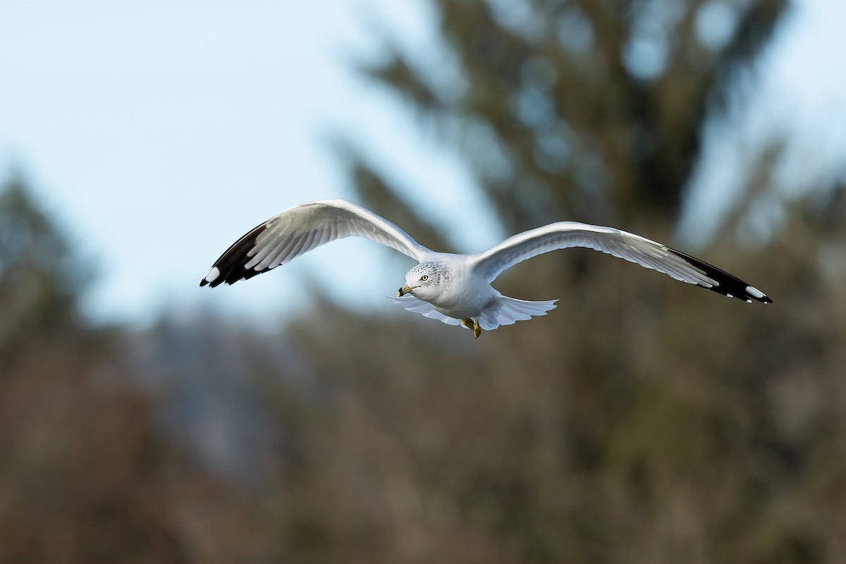 Ring-billed Gull - ML526382691