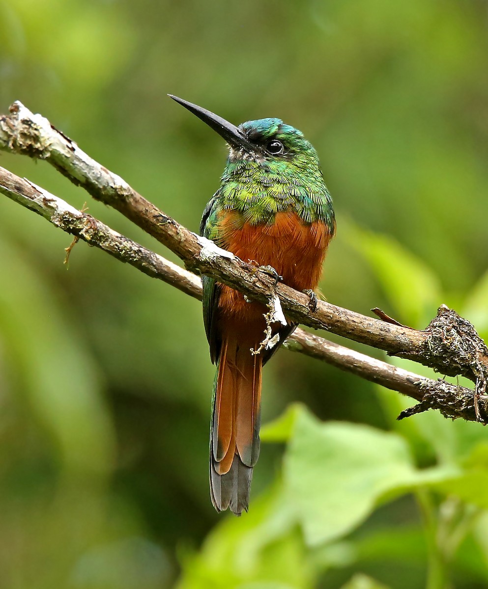 Bluish-fronted Jacamar - Roger Ahlman