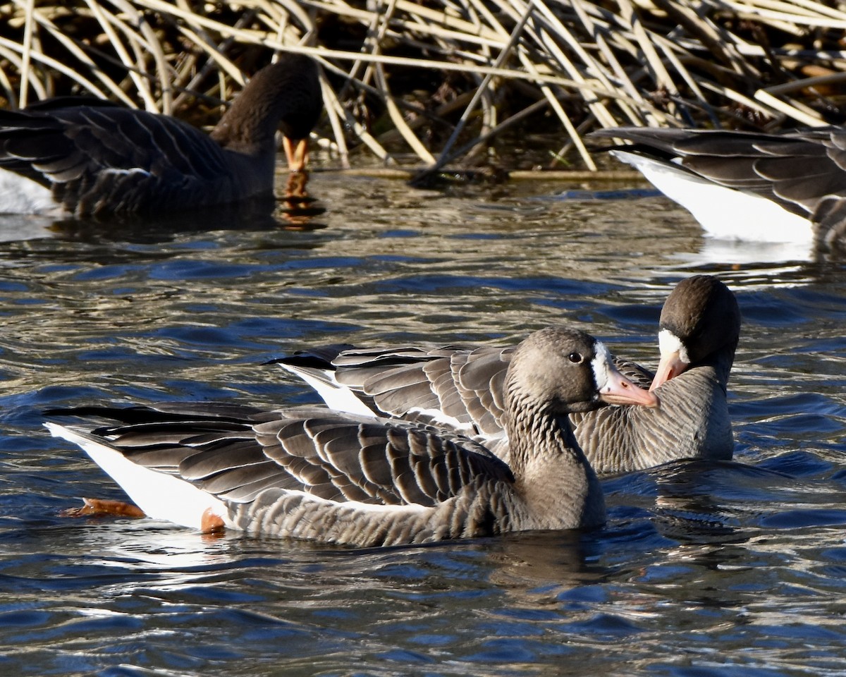 Greater White-fronted Goose - ML526383351