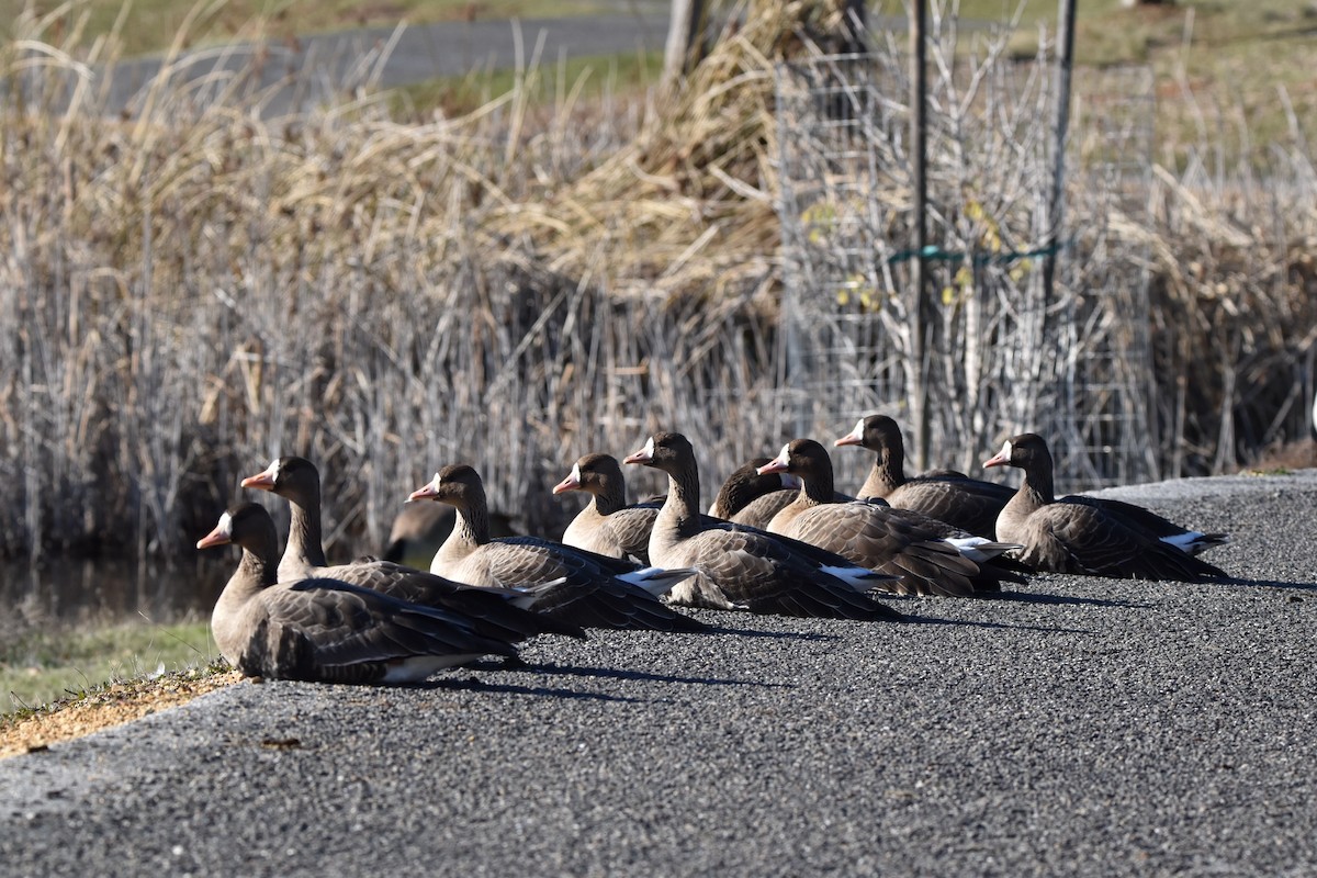 Greater White-fronted Goose - ML526383371