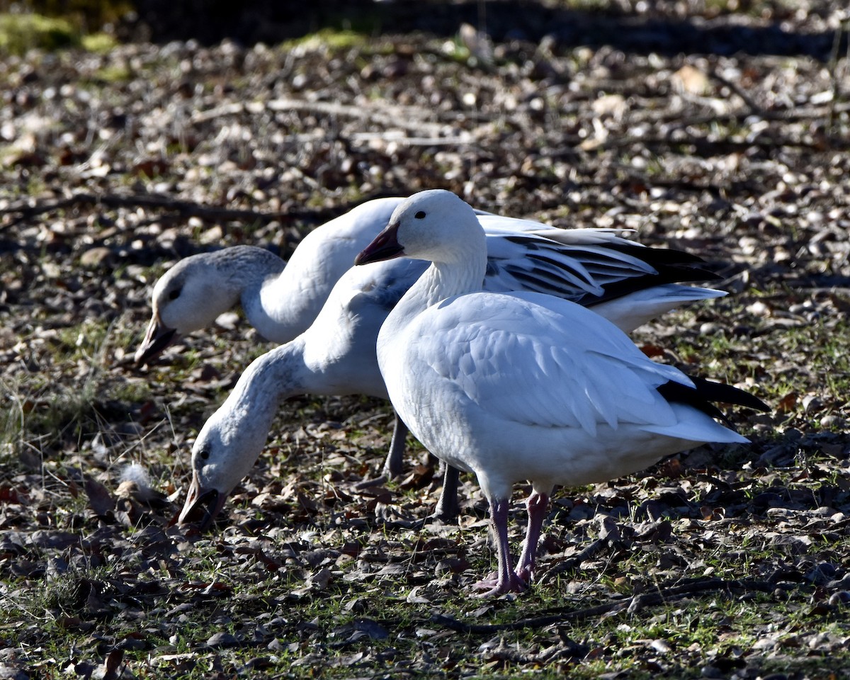 Snow Goose - Julie Doerr