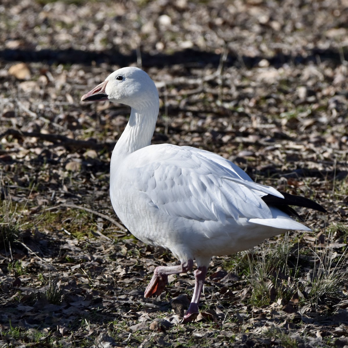 Snow Goose - ML526383791