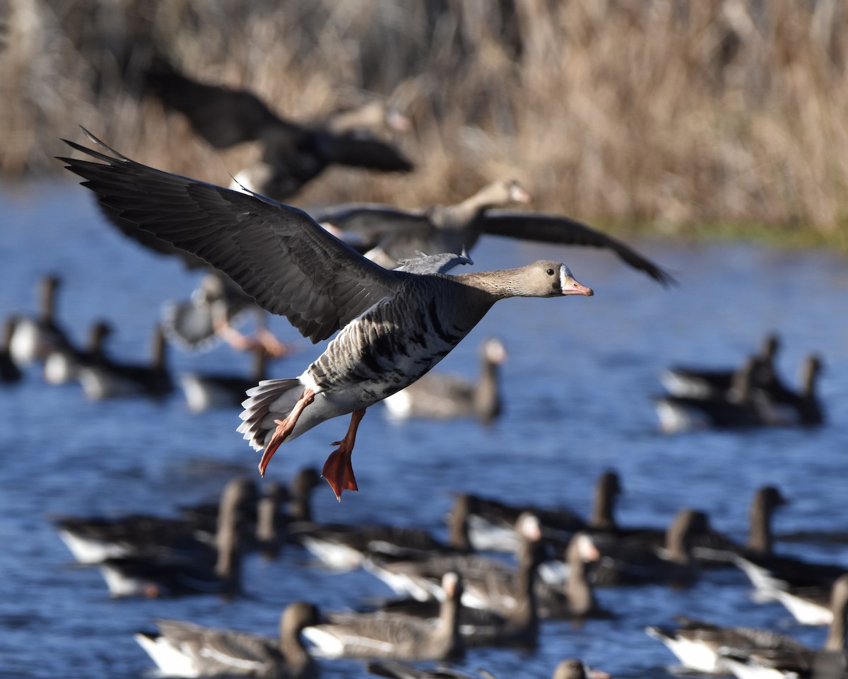 Greater White-fronted Goose - ML526383821