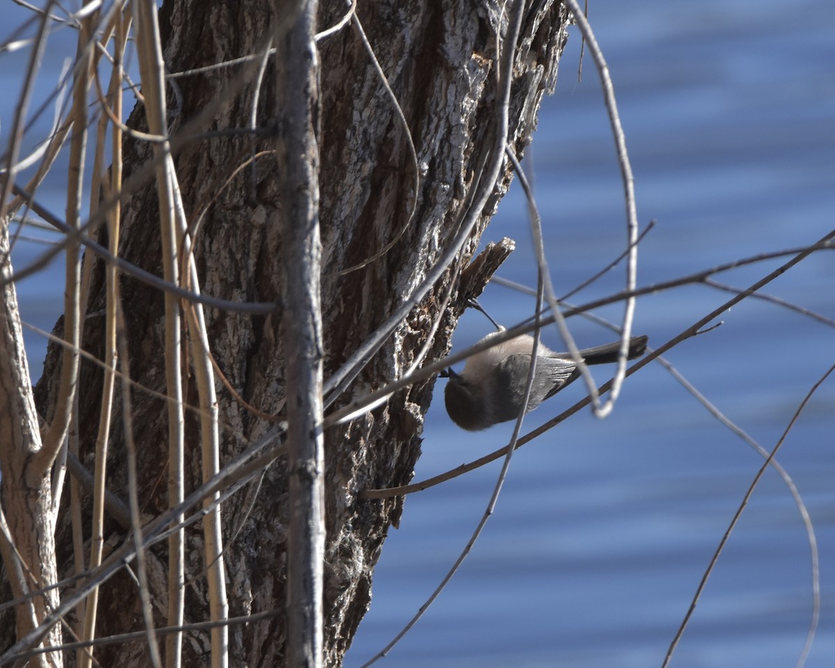 Bushtit - Julie Doerr