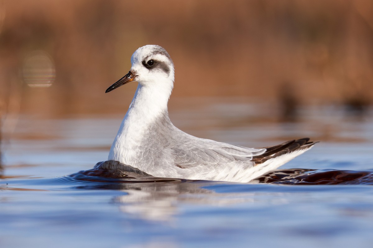 Red Phalarope - ML526384481