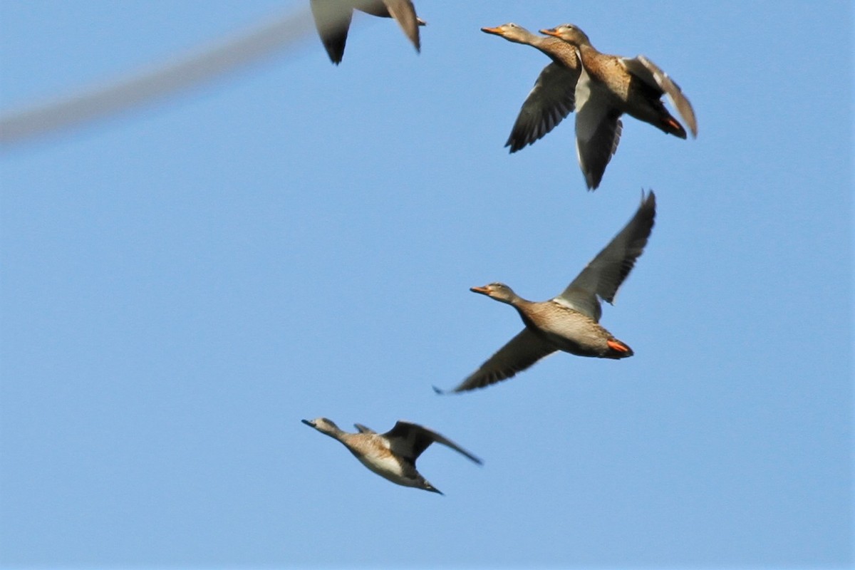 American Wigeon - ML526385921