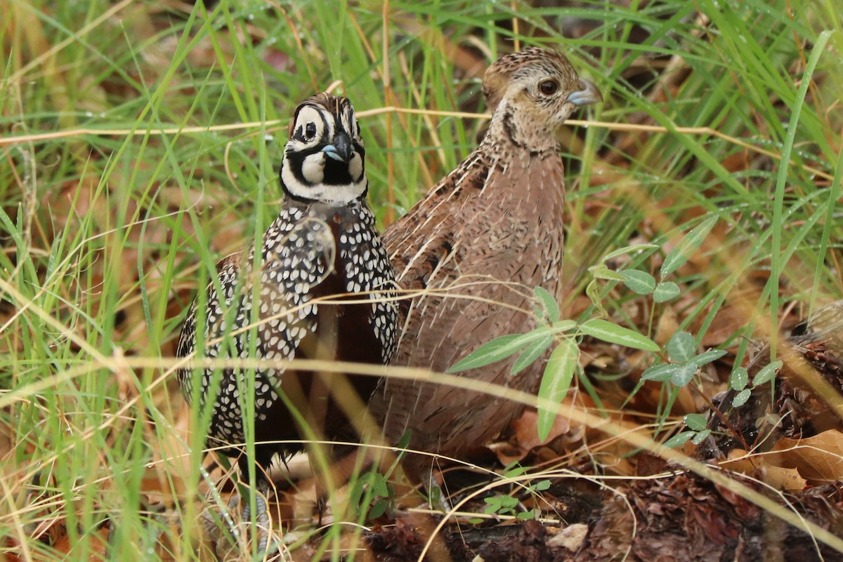 Montezuma Quail - Andrew Core