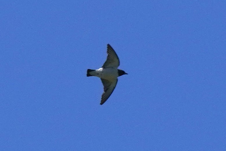 White-breasted Woodswallow - Ellany Whelan