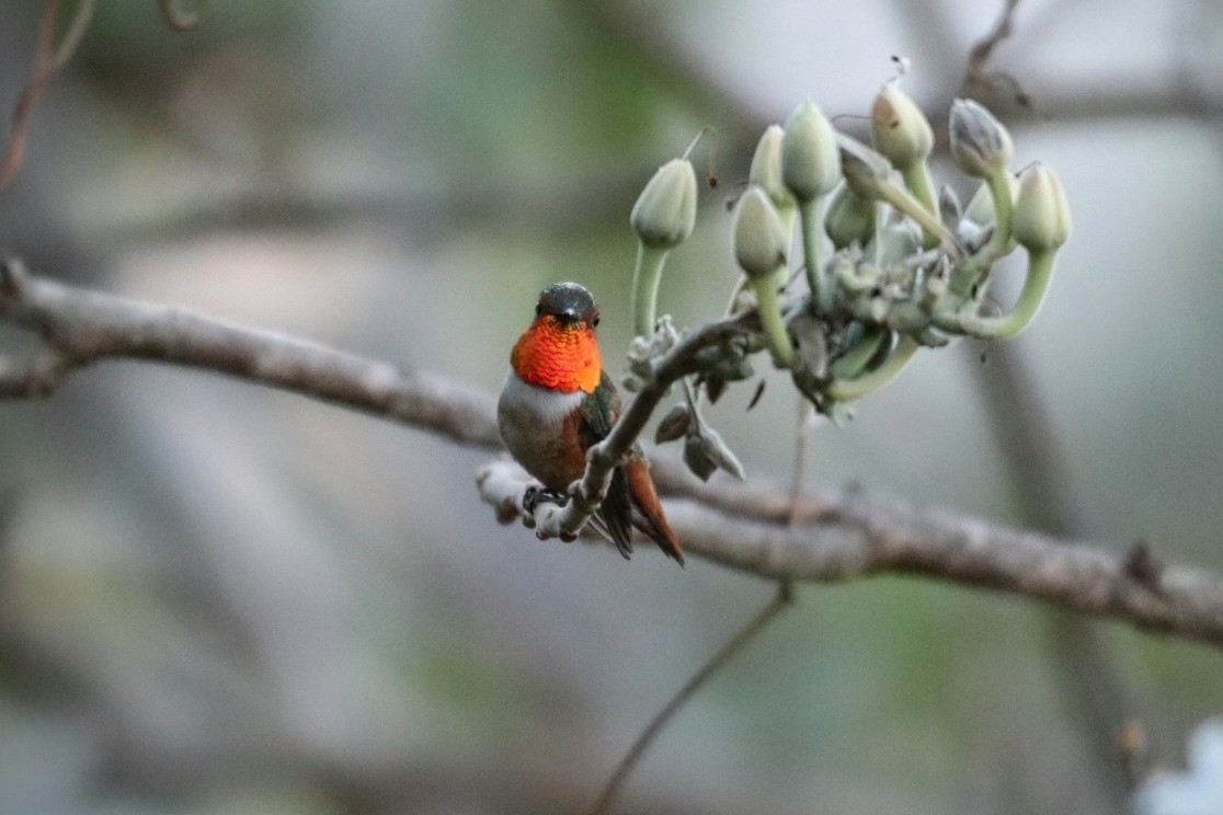 Allen's Hummingbird - ML526388421