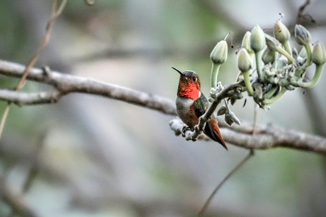 Allen's Hummingbird - Jonathan Vargas