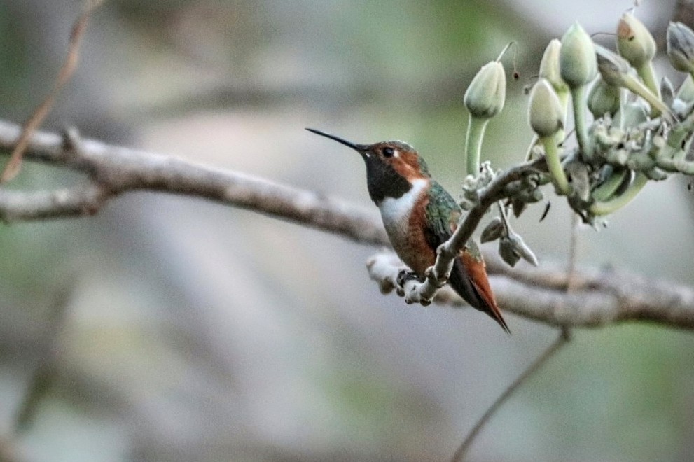 Allen's Hummingbird - Jonathan Vargas