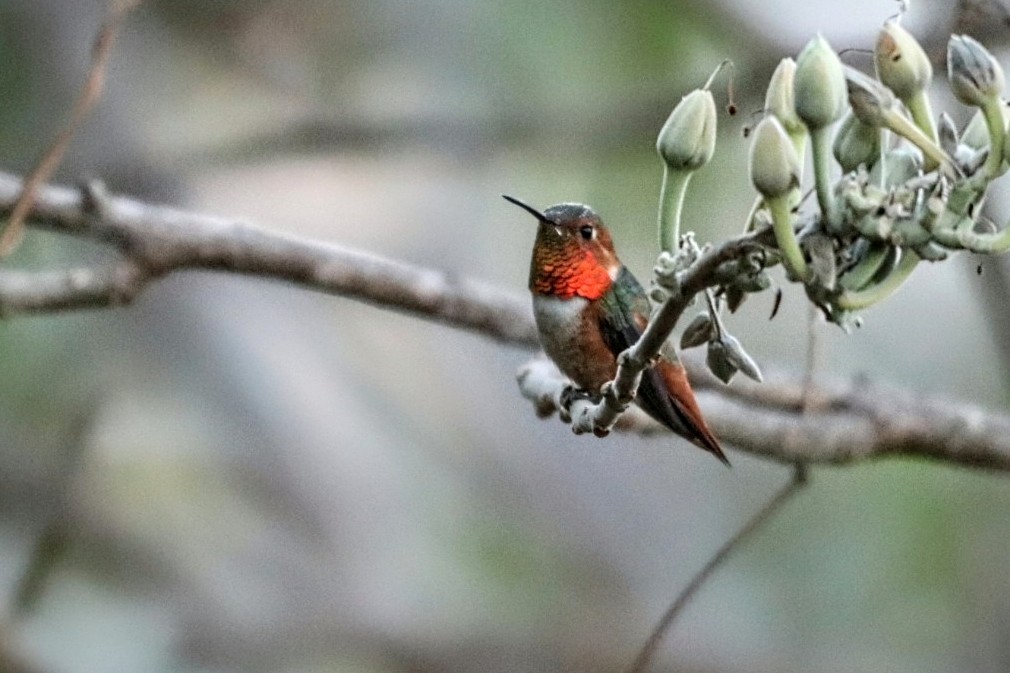 Allen's Hummingbird - Jonathan Vargas