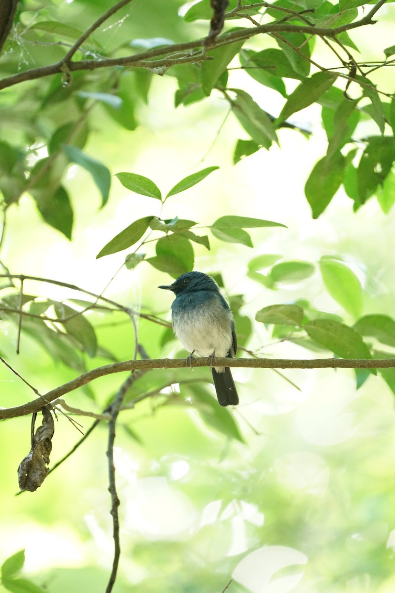 White-bellied Blue Flycatcher - ML526389061