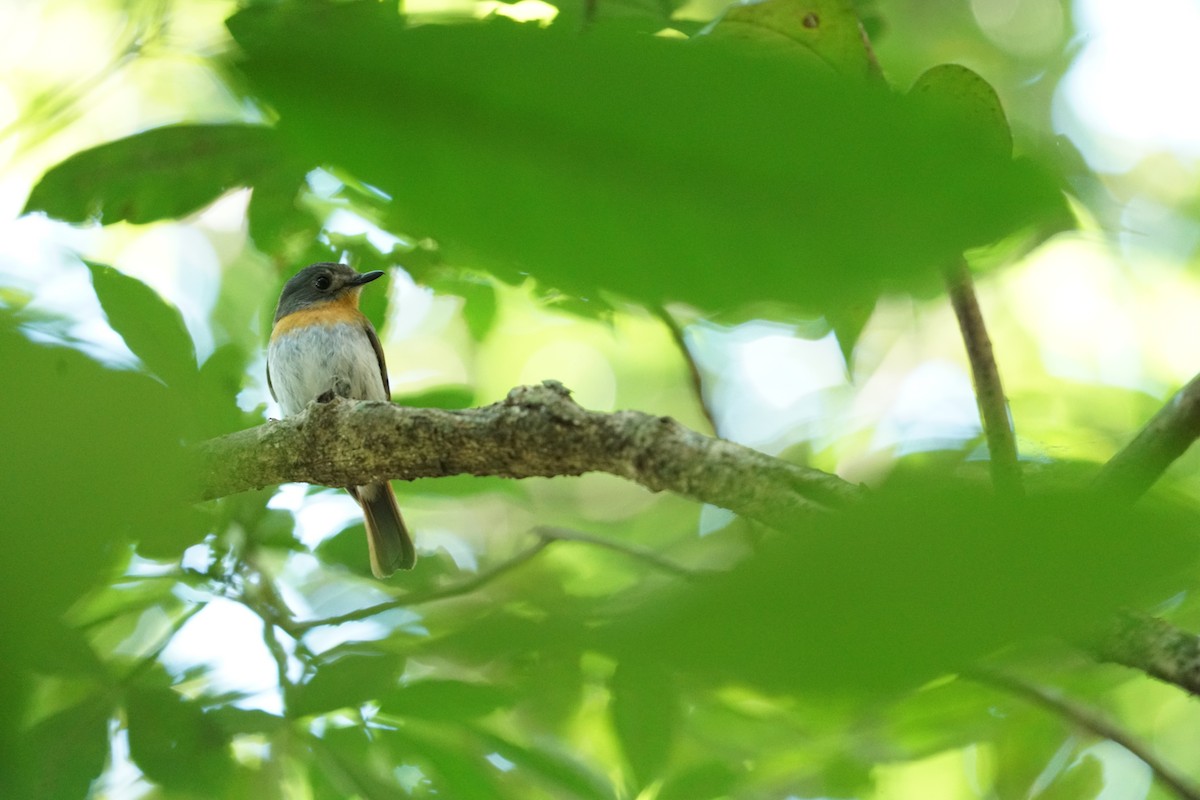 White-bellied Blue Flycatcher - ML526389141