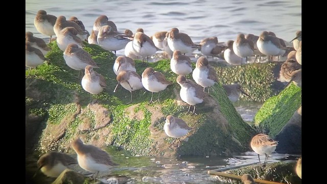 Dunlin - ML526389231